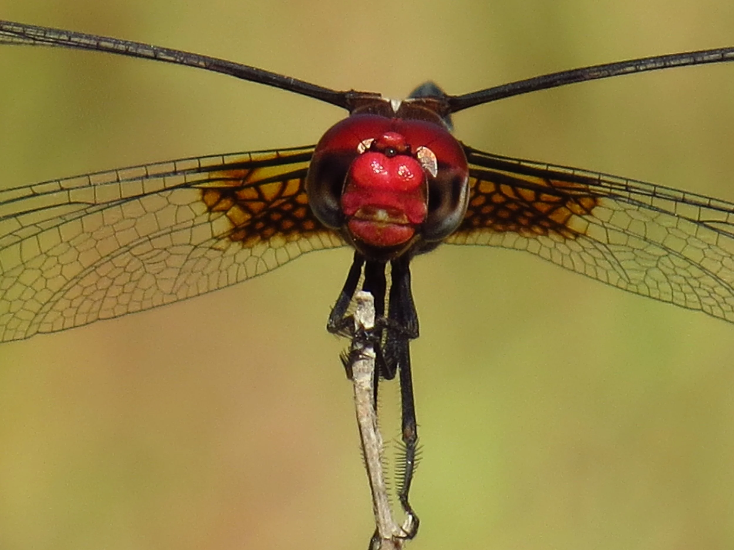 Dragonflies…On the Fly — Beautiful Hays County